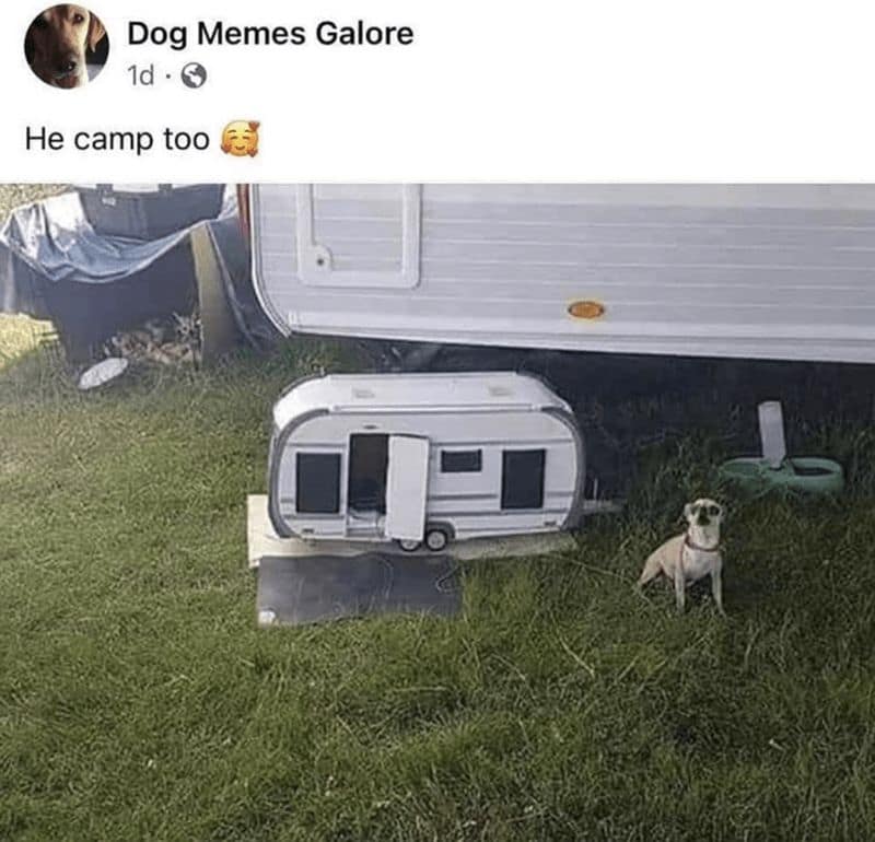 dog memes, doggo memes, funny dog memes, hilarious dog memes, best dog memes, canine memes, pup memes, amusing dog memes