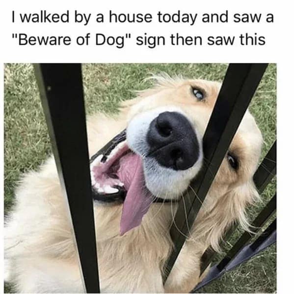 dog memes, pet jokes, doggo memes, anine humor, furry friends, pup memes, doggo humor, tail-wagging jokes