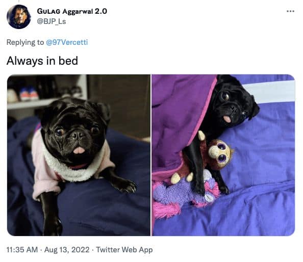 dog memes, doggo memes, funny dog memes, hilarious dog memes, best dog memes, canine memes, pup memes, amusing dog memes