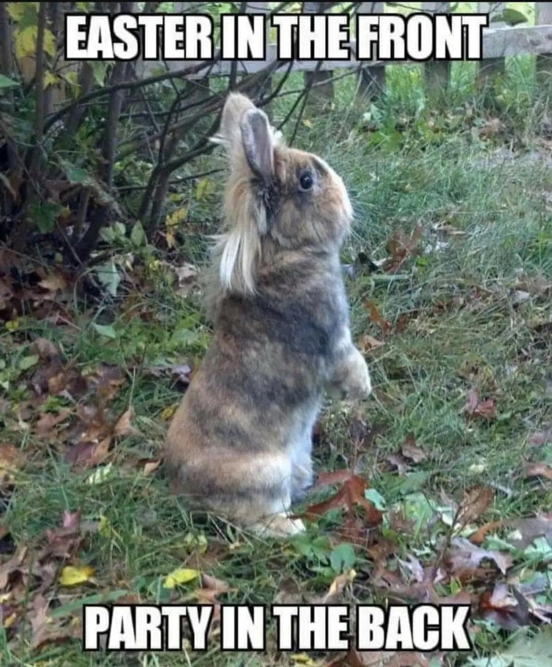 easter memes, funny easter memes, Funny Easter memes, Happy Easter memes, Easter egg hunt memes