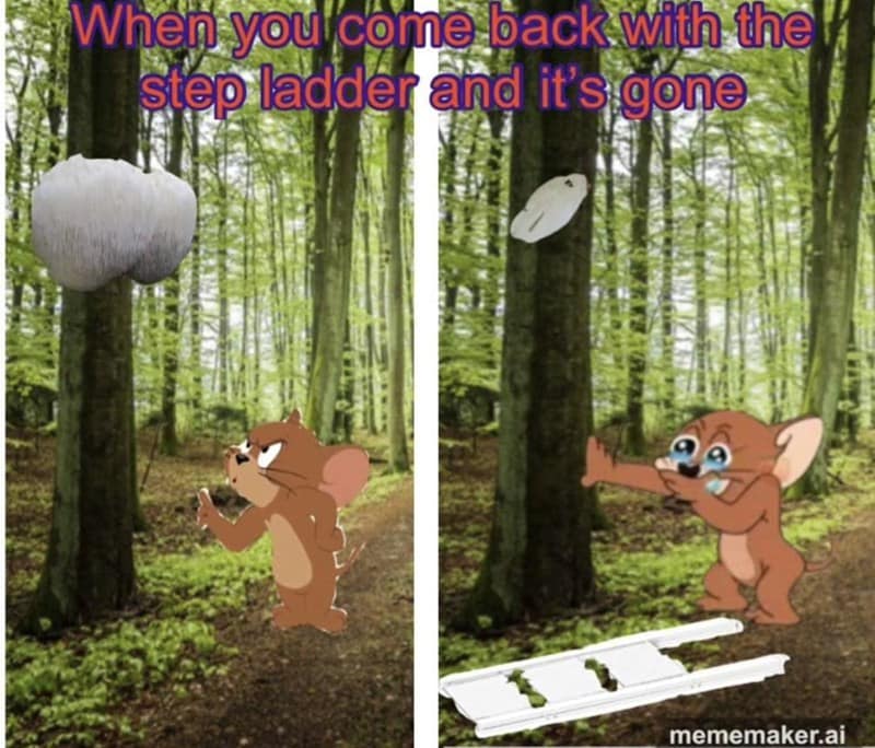 When you come back with the step ladder and it's gone