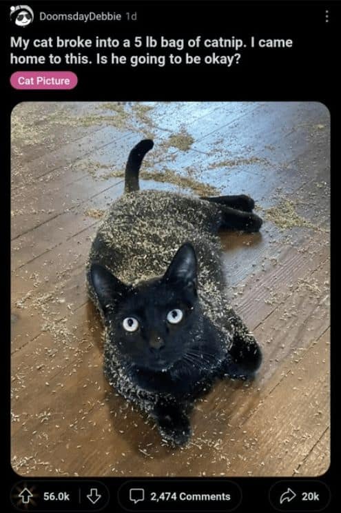 My cat broke into a 5 lb bag of catnip. I came home to this. Is he going to be