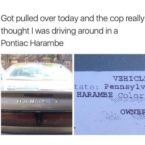 Got pulled over today and the cop really thought I was driving around in a Pontiac Harambe