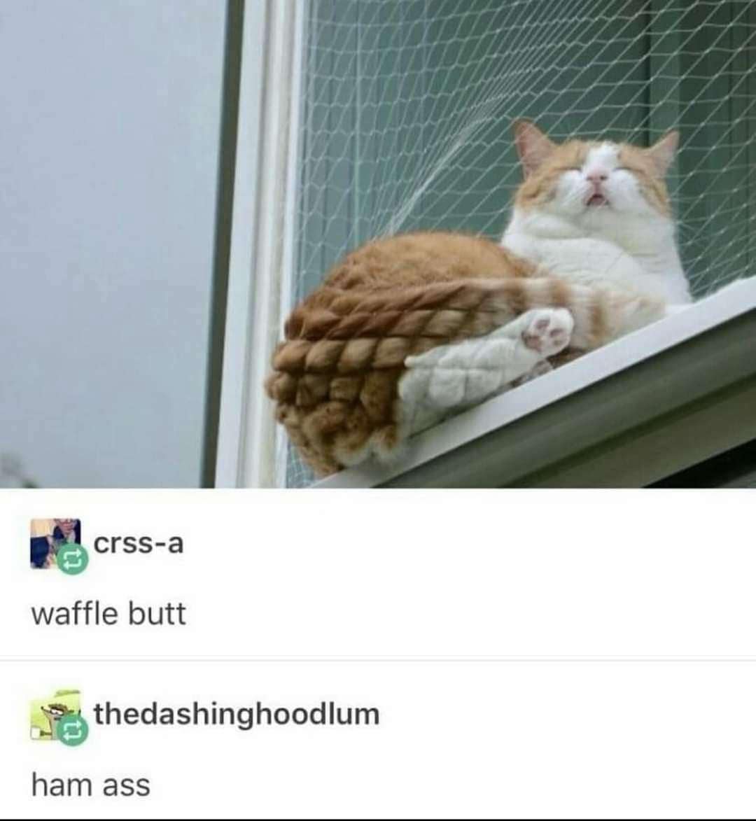 waffle butt cat
