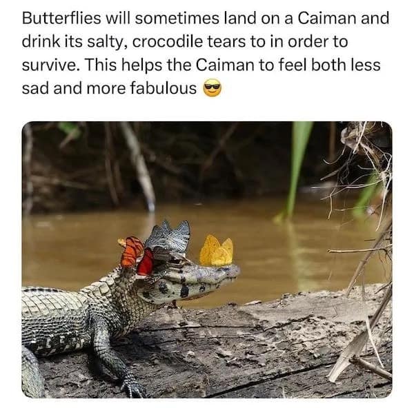 Butterflies will sometimes land on a Caiman and drink its salty, crocodile tears to in order to survive. This helps the Caiman to feel both less sad and more fabulous