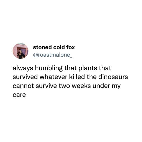 always humbling that plants that survived whatever killed the dinosaurs cannot survive two weeks under my care