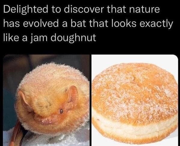 Delighted to discover that nature has evolved a bat that looks exactly like a jam doughnut