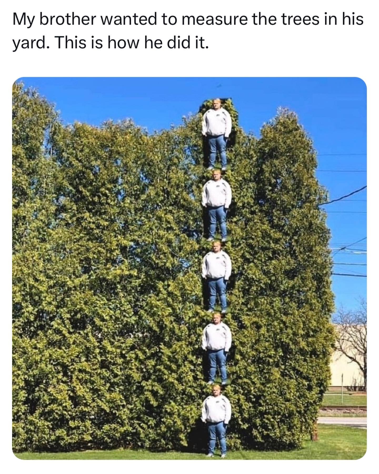 My brother wanted to measure the trees in his yard. This is how he did it.