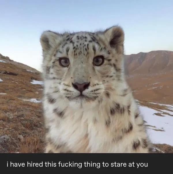 i have hired this thing to stare at you