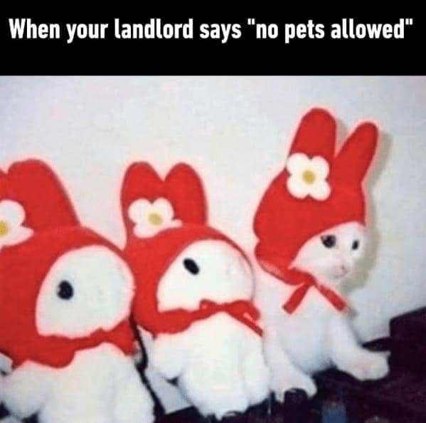 landlord memes, renter memes, enting humor, tenant struggles, lease laughs, rental memes, apartment humor, property management laughs