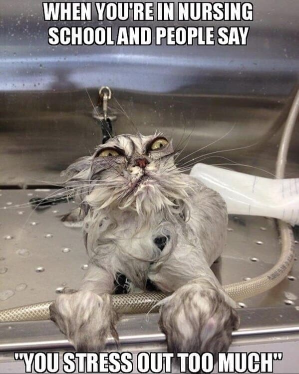 Nursing memes  WHEN YOU'RE IN NURSING SCHOOL AND PEOPLE SAY "YOU STRESS OUT TOO MUCH"
