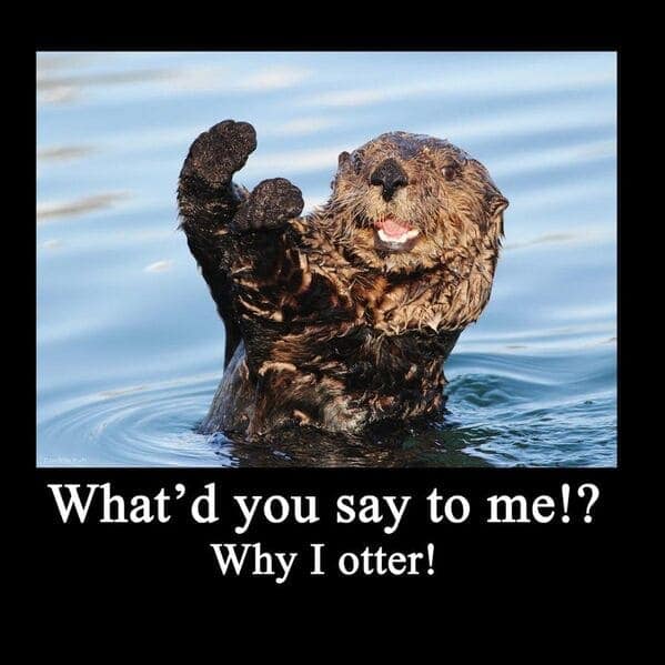 otter memes, otter humor, cute animal humor, river animal jokes, aquatic creature memes, otter jokes, river mammal memes, adorable animal humor