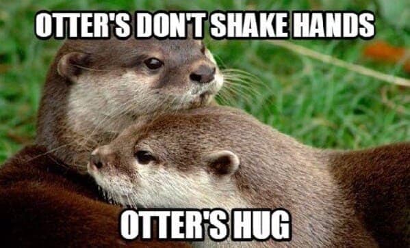 otter memes, otter humor, cute animal humor, river animal jokes, aquatic creature memes, otter jokes, river mammal memes, adorable animal humor