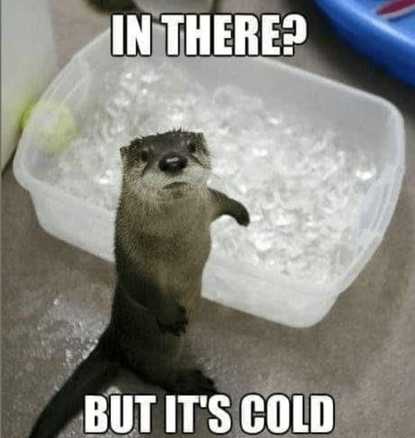 otter memes, otter humor, cute animal humor, river animal jokes, aquatic creature memes, otter jokes, river mammal memes, adorable animal humor
