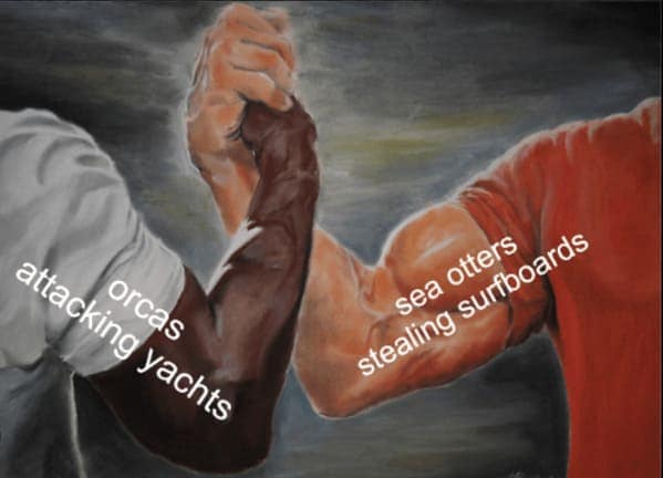 otter memes, otter humor, cute animal humor, river animal jokes, aquatic creature memes, otter jokes, river mammal memes, adorable animal humor