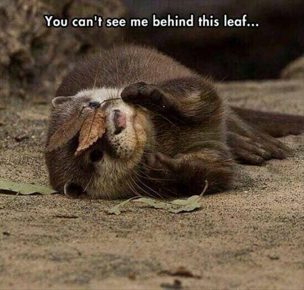 otter memes, otter humor, cute animal humor, river animal jokes, aquatic creature memes, otter jokes, river mammal memes, adorable animal humor
