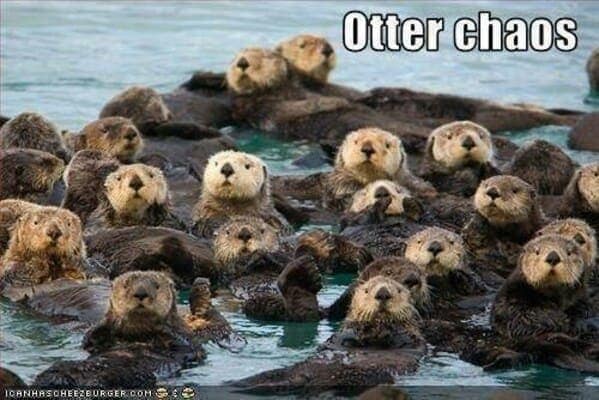 otter memes, otter humor, cute animal humor, river animal jokes, aquatic creature memes, otter jokes, river mammal memes, adorable animal humor