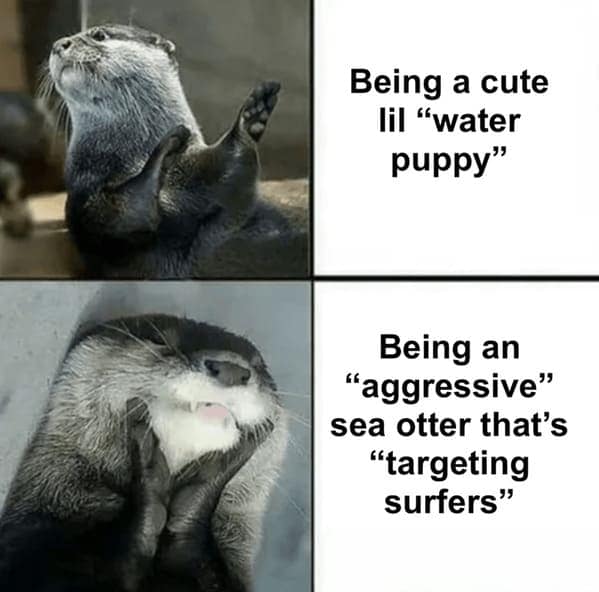 otter memes, otter humor, cute animal humor, river animal jokes, aquatic creature memes, otter jokes, river mammal memes, adorable animal humor