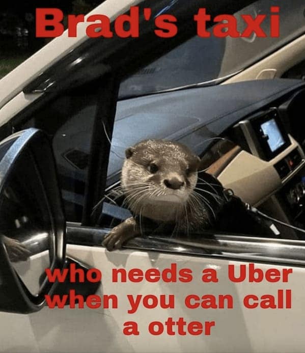 otter memes, otter humor, cute animal humor, river animal jokes, aquatic creature memes, otter jokes, river mammal memes, adorable animal humor