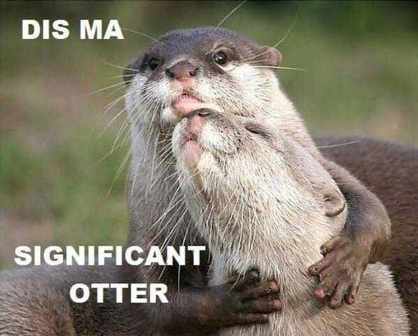 otter memes, otter humor, cute animal humor, river animal jokes, aquatic creature memes, otter jokes, river mammal memes, adorable animal humor