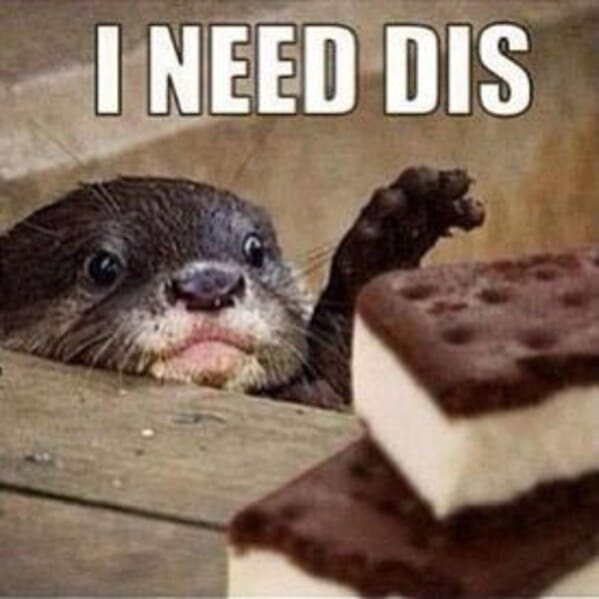 otter memes, otter humor, cute animal humor, river animal jokes, aquatic creature memes, otter jokes, river mammal memes, adorable animal humor