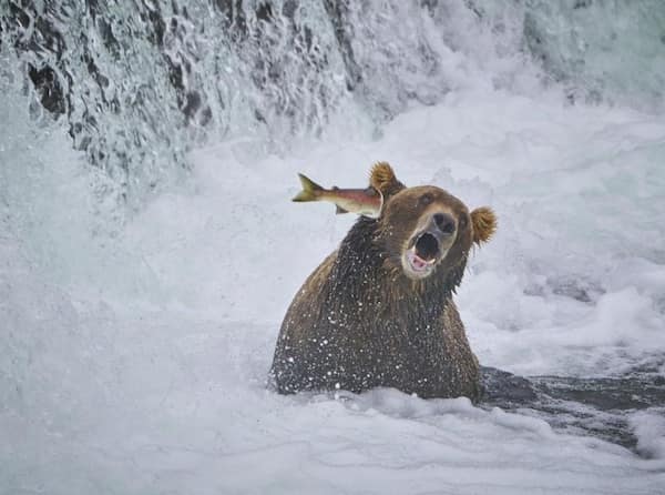 perfectly timed photos, funny pictures, awesome photos, funny pics, awesome timing