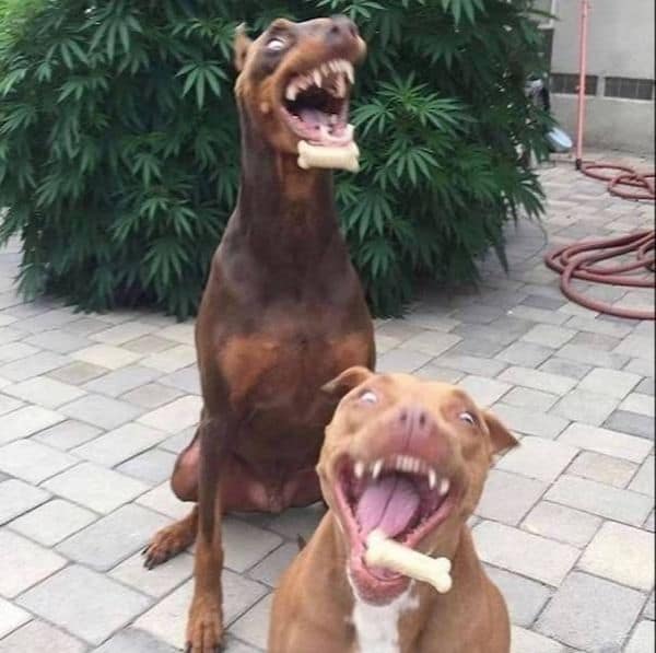 perfectly timed photos, funny pictures, awesome photos, funny pics, awesome timing
