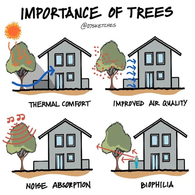IMPORTANCE OF TREES @OZSKETCHES THERMAL COMFORT IMPROVED AIR QUALITY NOISE ABSORPTION BIOPHILIA