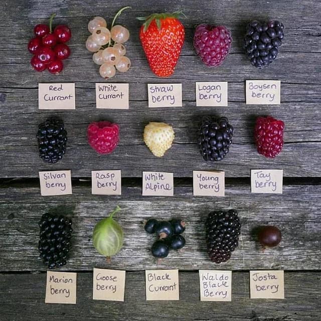 Red Currant Silvan bery Marion berry white Currant Staw berry Rasp berry White Alpine Goose berry Black Currant Logan berry Young Derru Naldo Blacke Berry Boysen berry