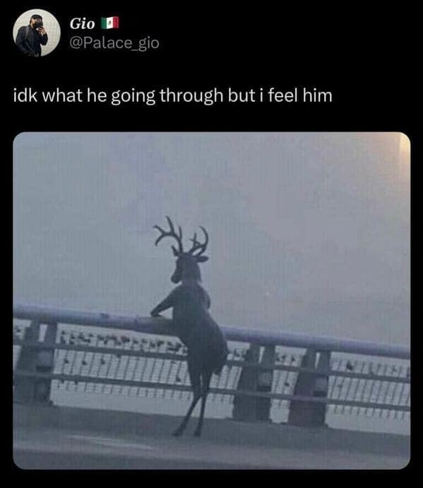 relatable memes, universal memes, shared experiences, human connection, relatable humor, relatable jokes, meme camaraderie