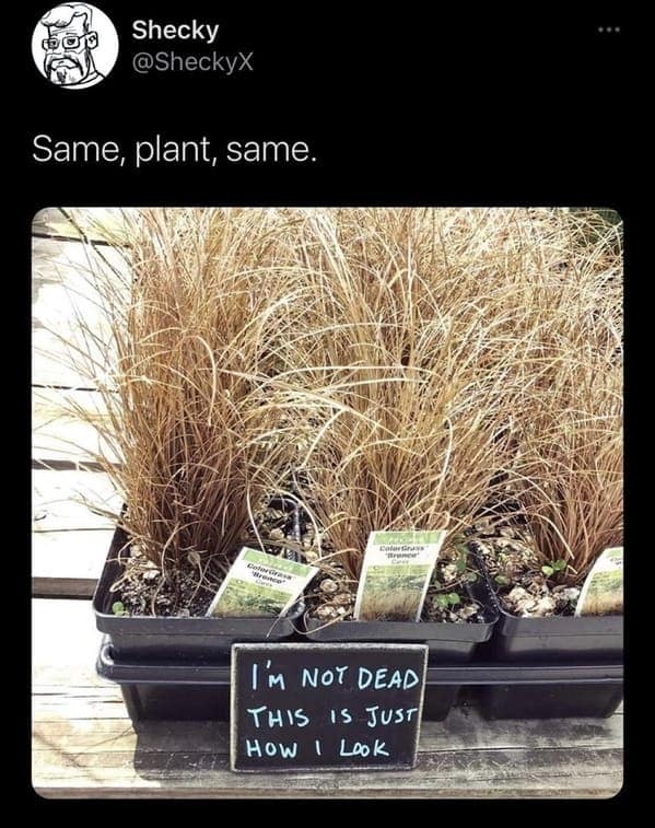 relatable memes, veryday struggles humor, universal challenges memes, life's little absurdities, relatable humor, common experiences memes, shared