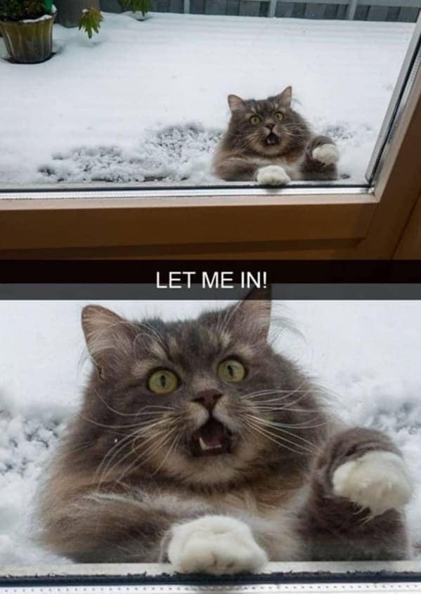 LET ME IN!