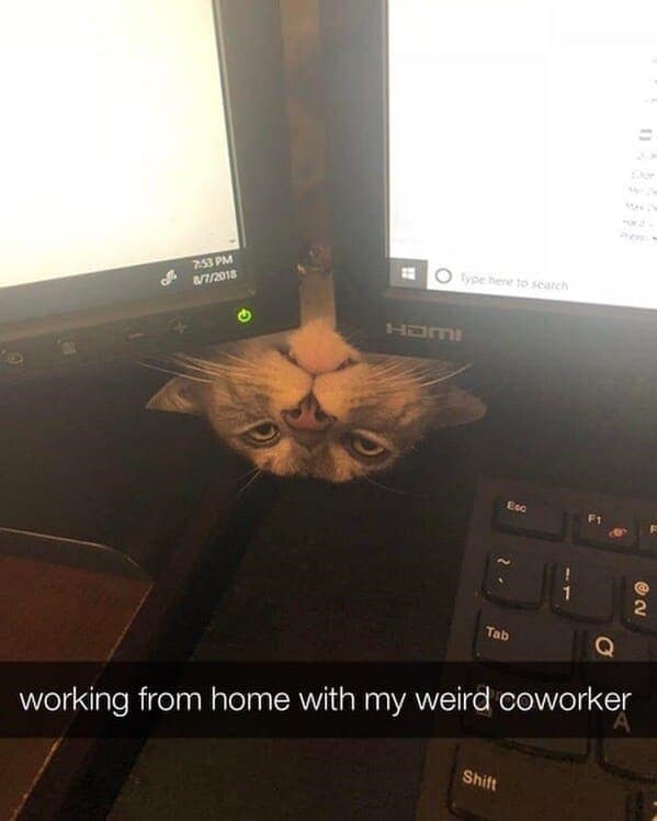 working from home with my weird coworker