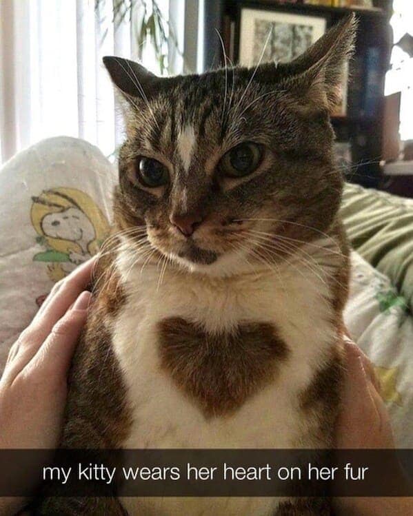 my kitty wears her heart on her fur