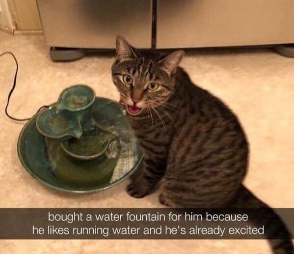 bought a water fountain for him because he likes running water and he's already excited