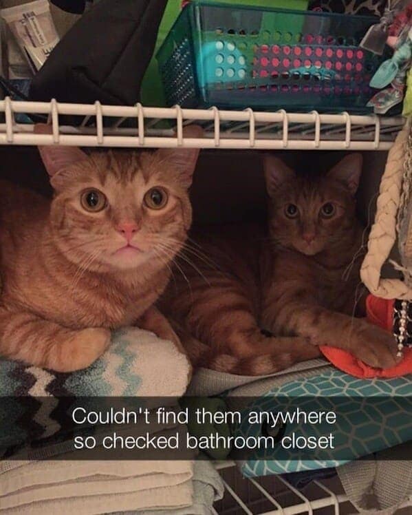 Couldn't find them anywhere so checked bathroom closet