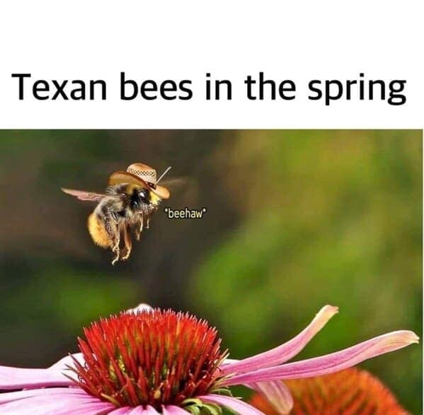 Texan bees in the spring "beehaw"