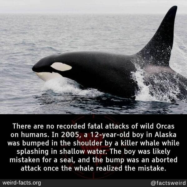 weird facts, random facts, fact of the day, random oddities, bizarre trivia, peculiar tidbits, unusual anecdotes