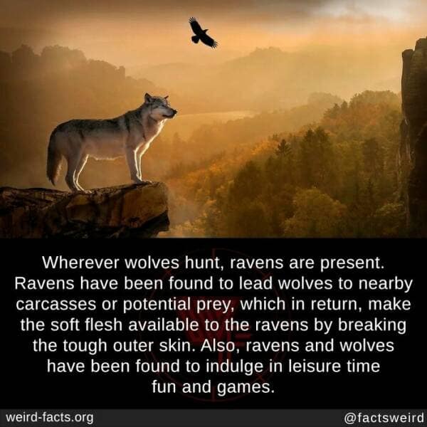 weird facts, random facts, fact of the day, random oddities, bizarre trivia, peculiar tidbits, unusual anecdotes