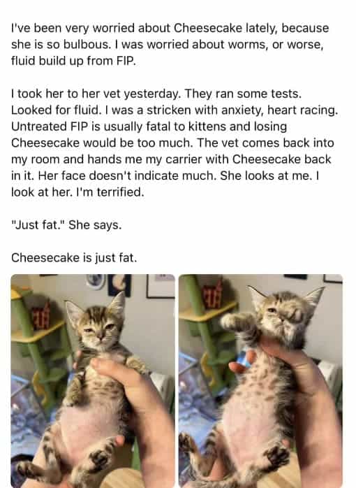 wholesome memes, heartwarming memes, uplifting memes, Feel-good memes, Positive memes, kindness memes