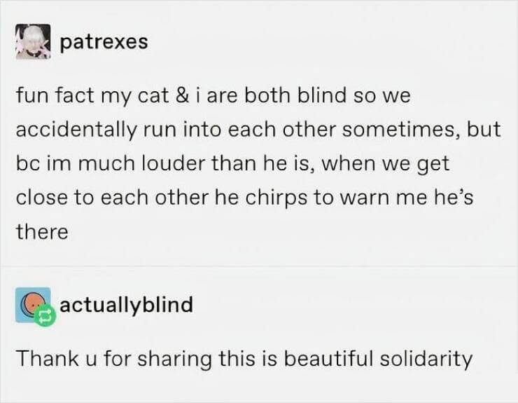 fun fact my cat & i are both blind so we accidentally run into each other sometimes, but bc im much louder than he is, when we get close to each other he chirps to warn me he's there
