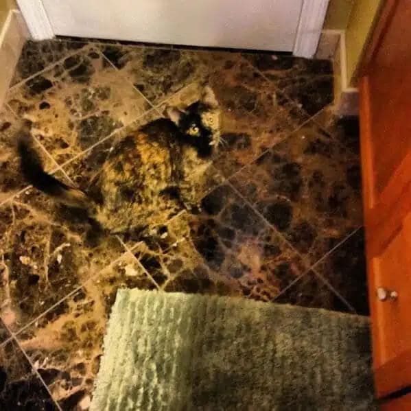 accidental camouflage, Camouflage fails, unintentional blending, hilarious disguise mistakes)