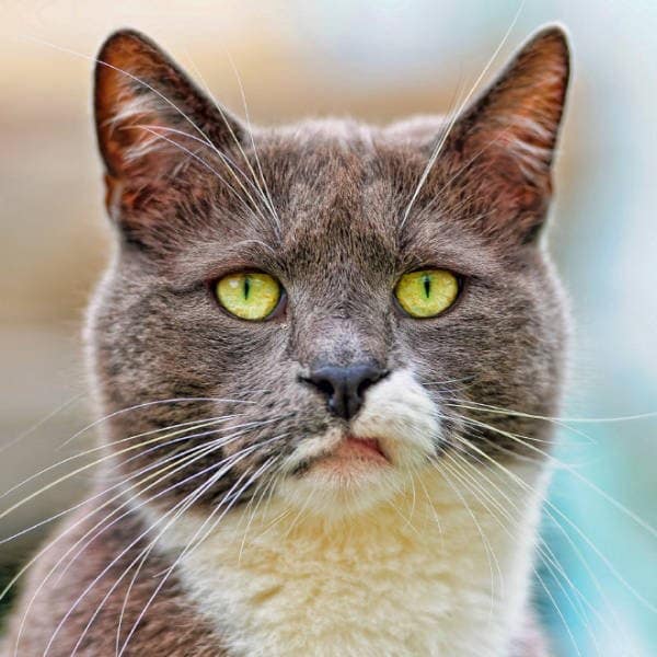 angry cats, Grumpy Cat Photos, Disgruntled Felines, Hilarious Cat Pics, Cat Rage, Upset Kitties