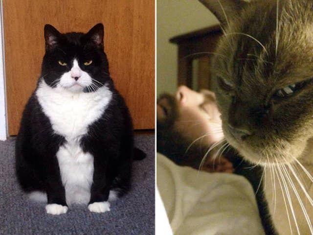 angry cats, Grumpy Cat Photos, Disgruntled Felines, Hilarious Cat Pics, Cat Rage, Upset Kitties