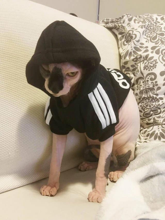 angry cats, Grumpy Cat Photos, Disgruntled Felines, Hilarious Cat Pics, Cat Rage, Upset Kitties