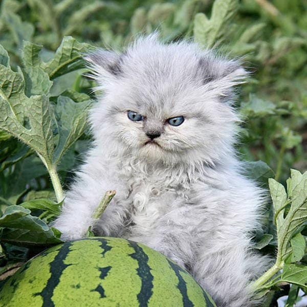 angry cats, Grumpy Cat Photos, Disgruntled Felines, Hilarious Cat Pics, Cat Rage, Upset Kitties