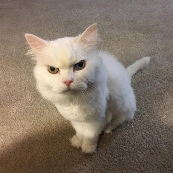 angry cats, Grumpy Cat Photos, Disgruntled Felines, Hilarious Cat Pics, Cat Rage, Upset Kitties