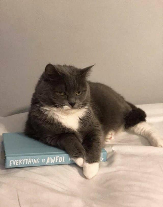 angry cats, Grumpy Cat Photos, Disgruntled Felines, Hilarious Cat Pics, Cat Rage, Upset Kitties