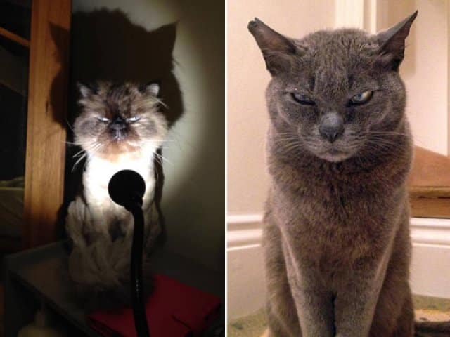 angry cats, Grumpy Cat Photos, Disgruntled Felines, Hilarious Cat Pics, Cat Rage, Upset Kitties