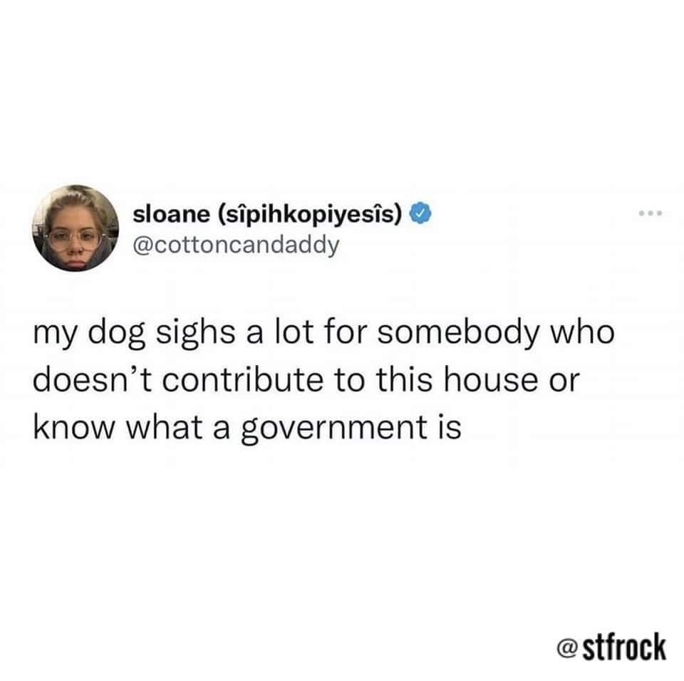 animal memes, funny animal memes, funny pet memes, humorous animal images, amusing animal jokes, comical creature memes, hilarious pet pics, chuckle-worthy animal humor